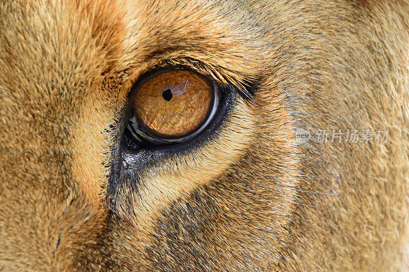 近距离观察母狮的眼睛