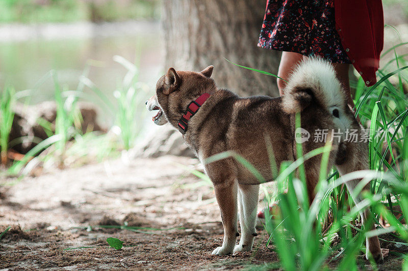 日本柴犬和主人在池塘边