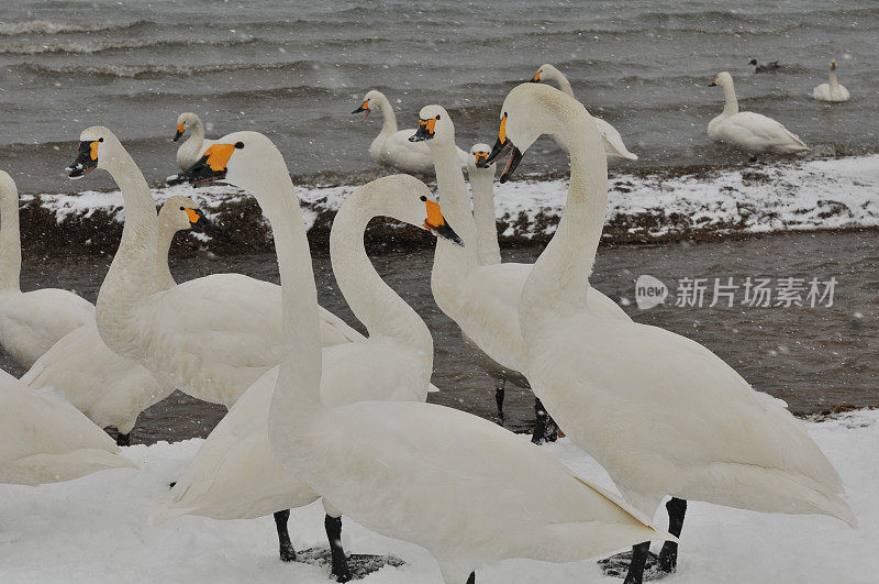 福岛县稻川湖大雪下的候鸟