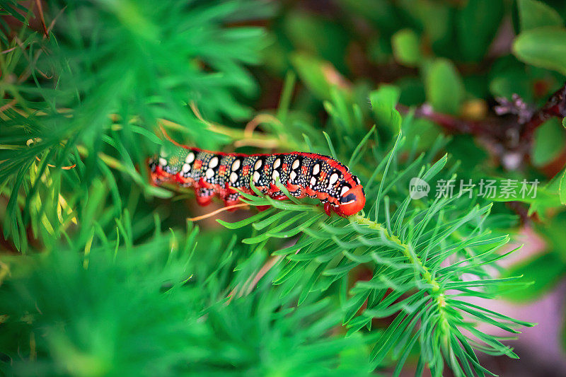 长棘鹰蛾的一种有毒的红色毛虫
