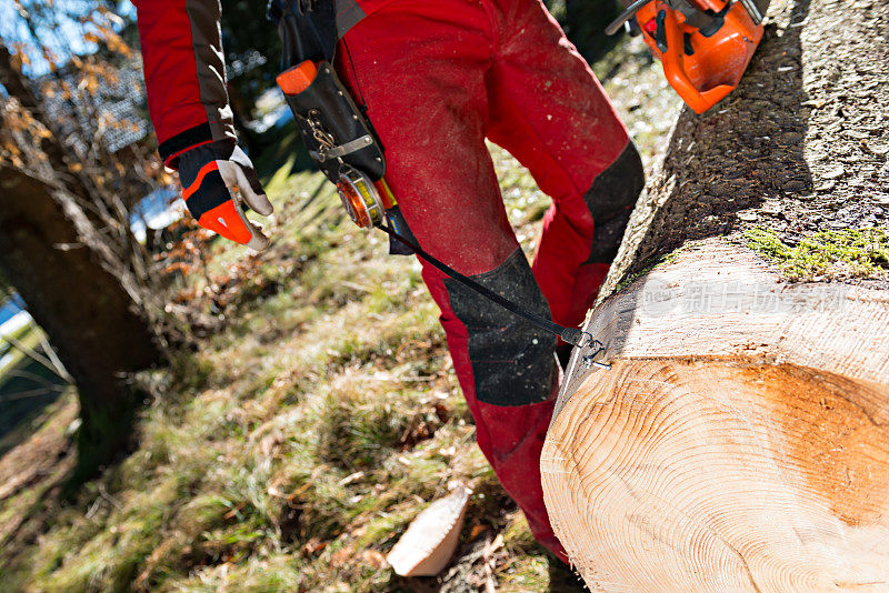 伐木工人在森林中砍伐和测量一棵树