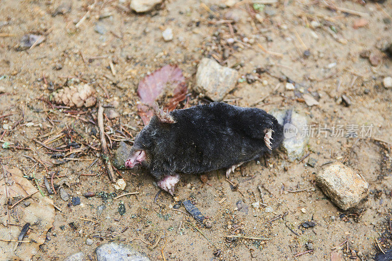 鼹鼠躺在地上死了