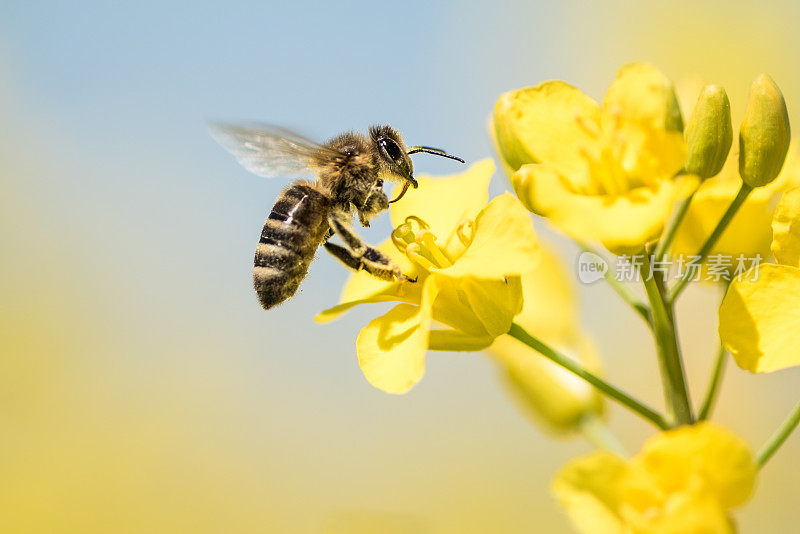 蜜蜂在春天采油菜花
