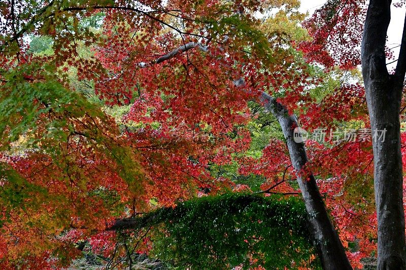 东京八王子市高雄山的秋叶