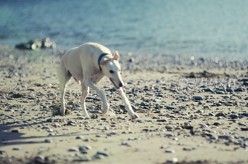 灰狗在岩石海滩上奔跑