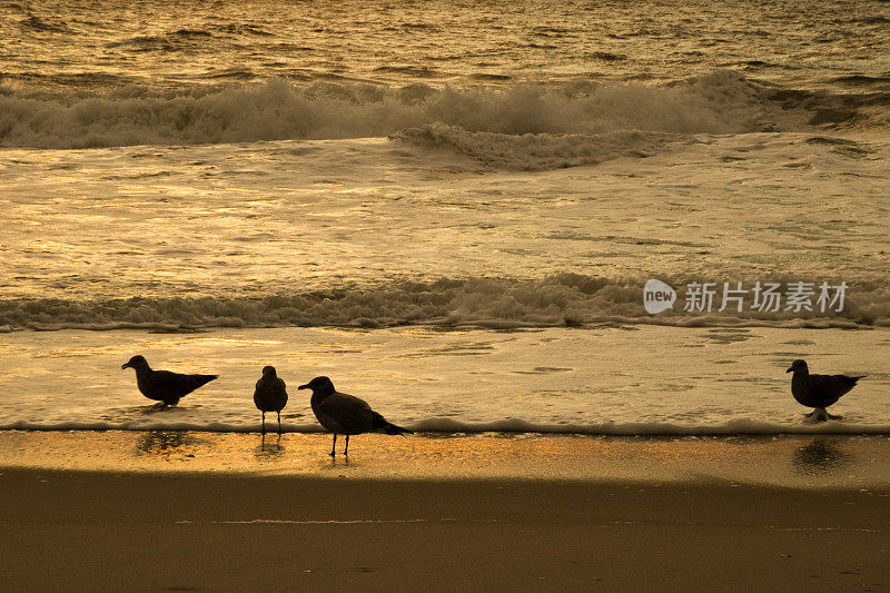 海滩上的海鸥，背景