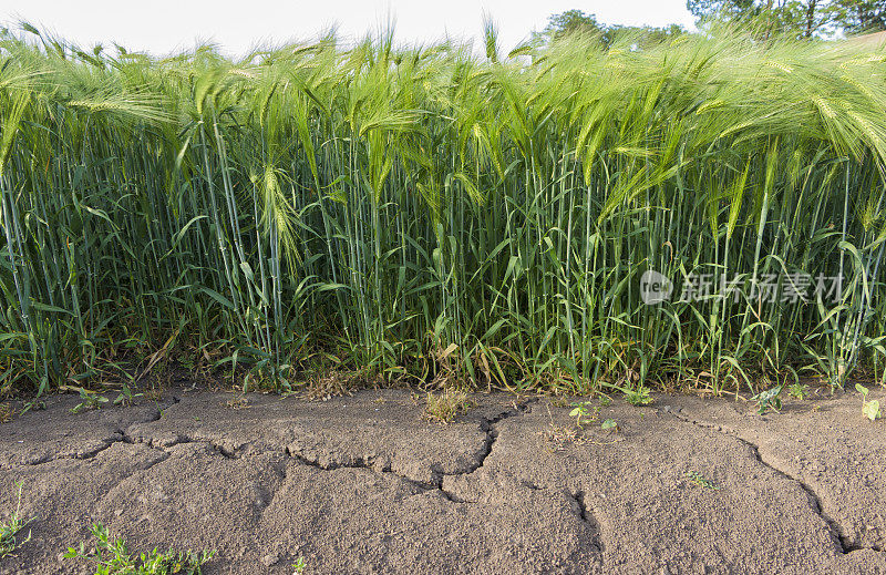 大麦生长的田地是夏季干旱的明显迹象