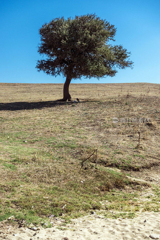 希腊乌拉努波利斯，大自然中的一棵大树
