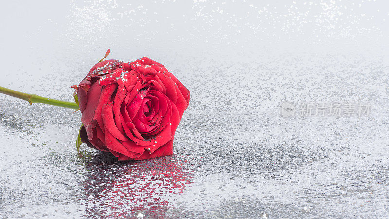 红玫瑰，水滴里闪着银光