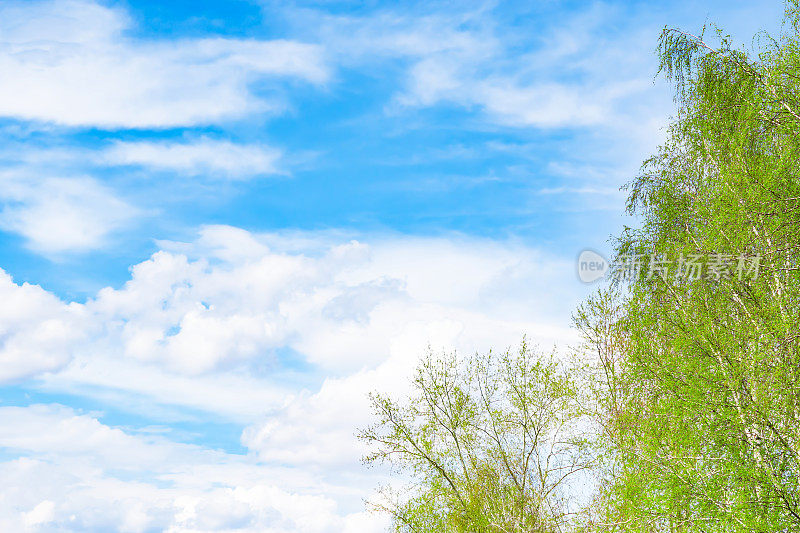 白桦树的枝桠上长着嫩绿的叶子，在阳光下映衬着蓝天，映衬着春天的背景