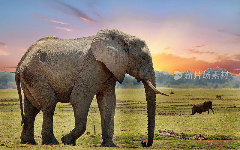 大型公象站在赞比亚卢安瓜南部开阔的平原上