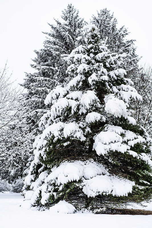 冬天的风景有常青树和新鲜的雪