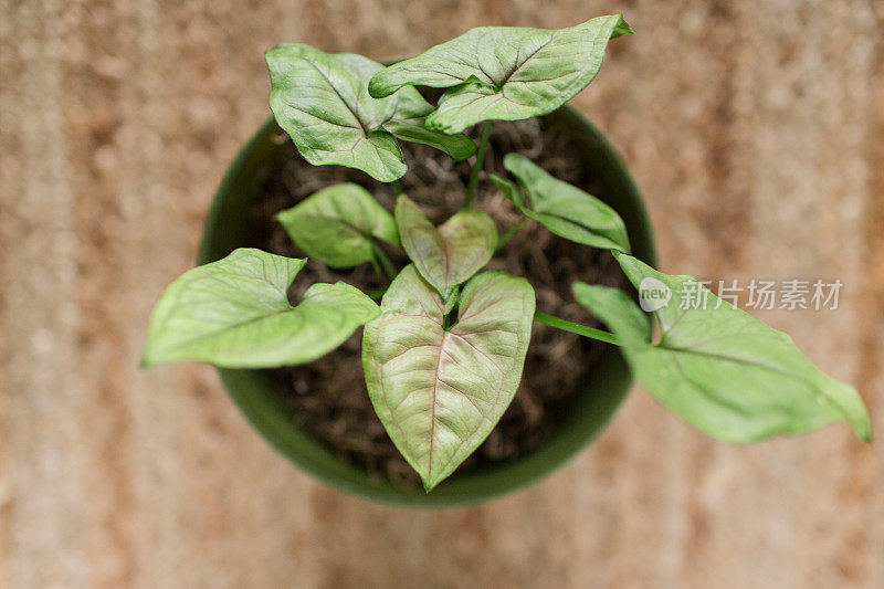 贝母室内盆栽植物