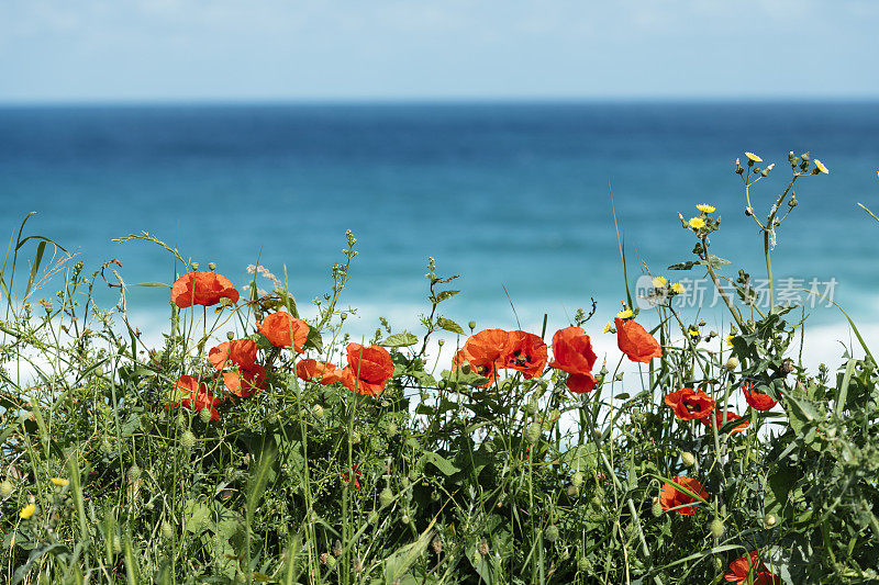 康沃尔纽基菲斯特海滩上的罂粟和野草。