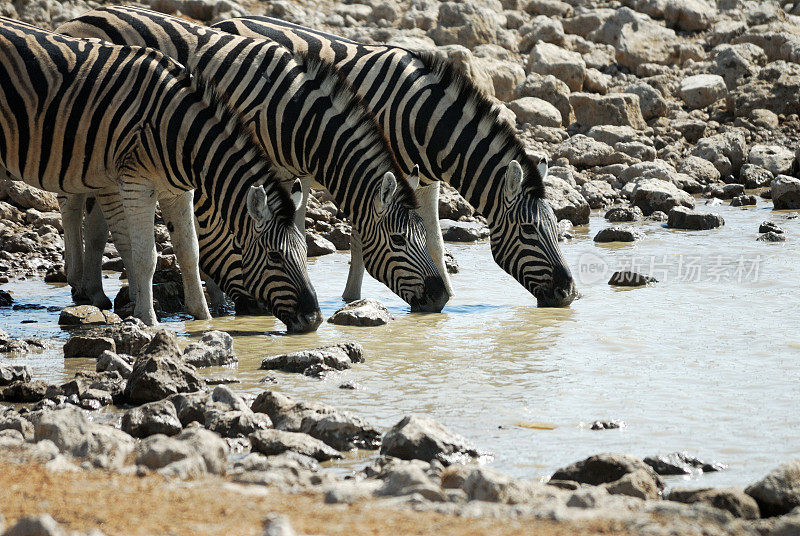 在纳米比亚的埃托沙国家公园喝斑马