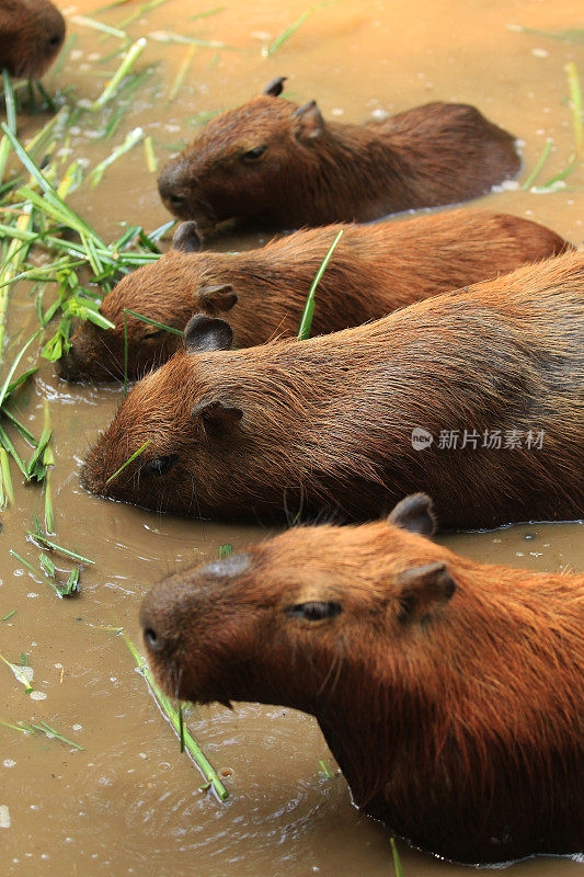 湖中鳄鱼特写镜头