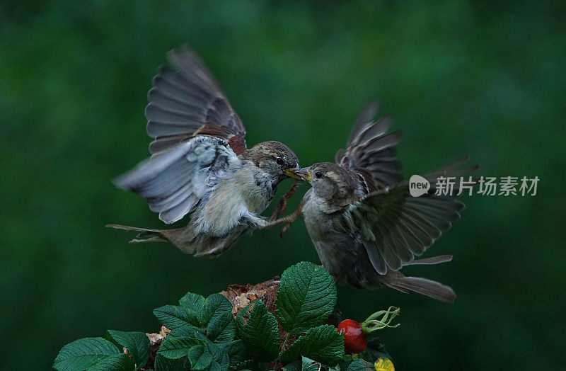 两个麻雀