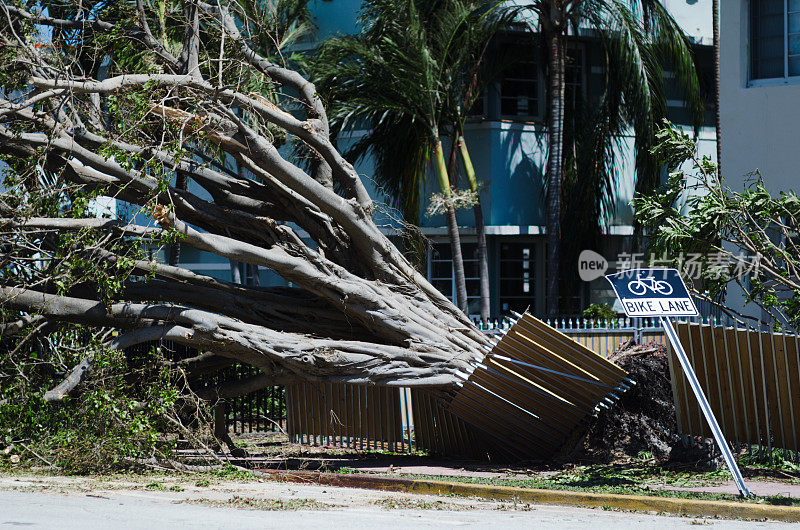 飓风艾玛·迈阿密摧毁了一棵热带树