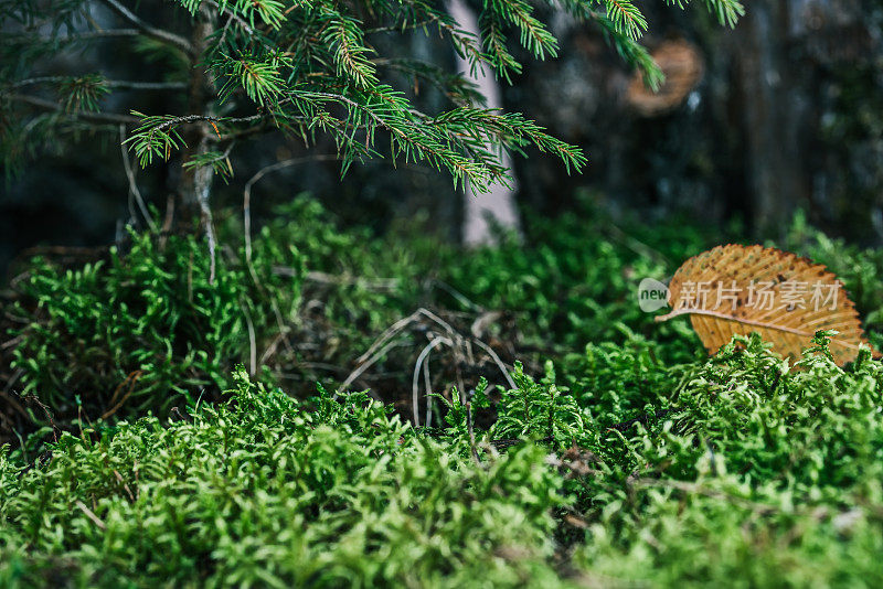 林间空地上枞树下的苔藓