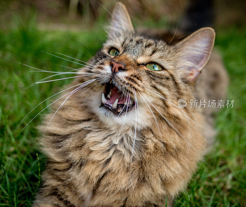 张大嘴巴的缅因猫。