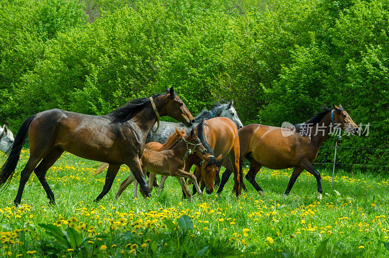 在草地上驮着小马驹奔驰的一群马