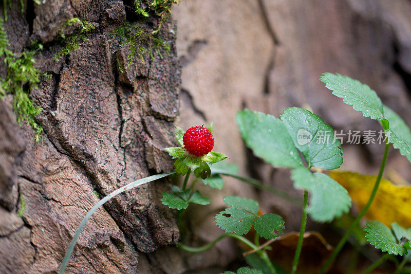 树皮中的野草莓