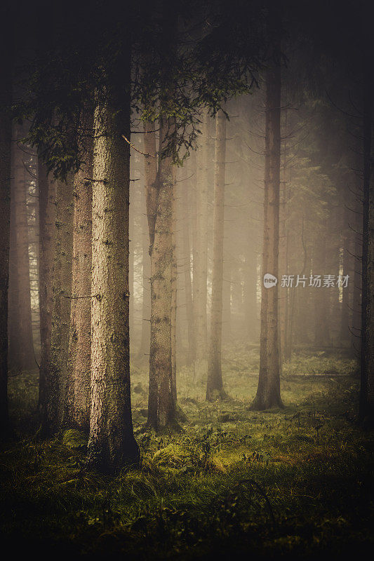 深秋时节，德国南部一片昏暗、雾蒙蒙的森林