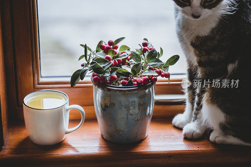 一杯茶，一株室内植物，还有一只猫在窗边