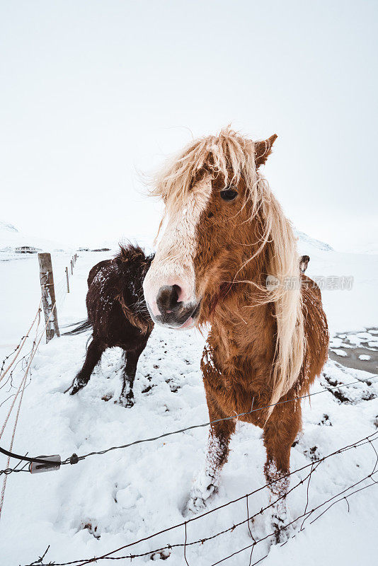 冰岛的野马