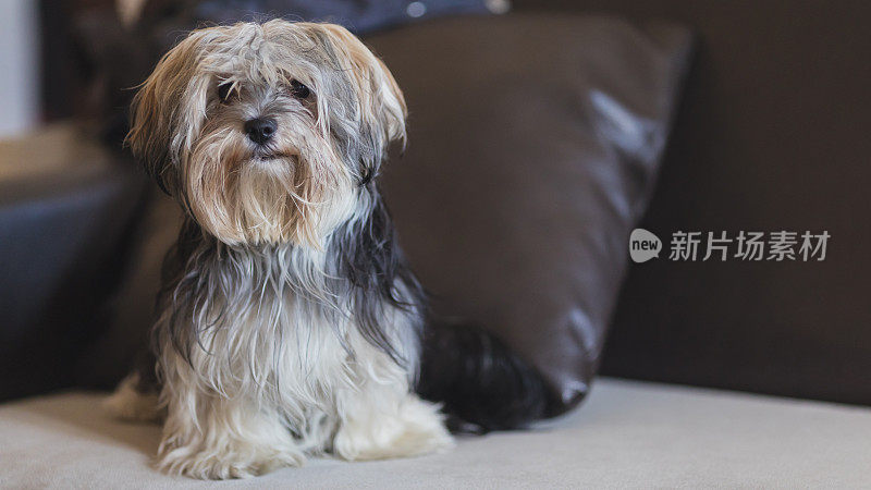 莫基犬，马尔济斯约克犬