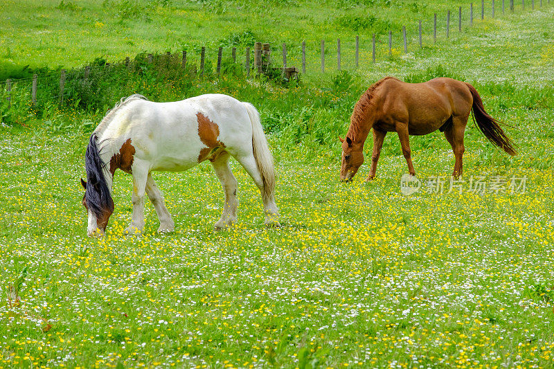 马在苏格兰边境的草地上吃草