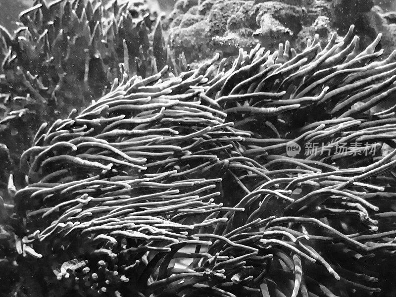 黑色和白色的珊瑚礁，海葵植物在水黑暗的背景摇曳