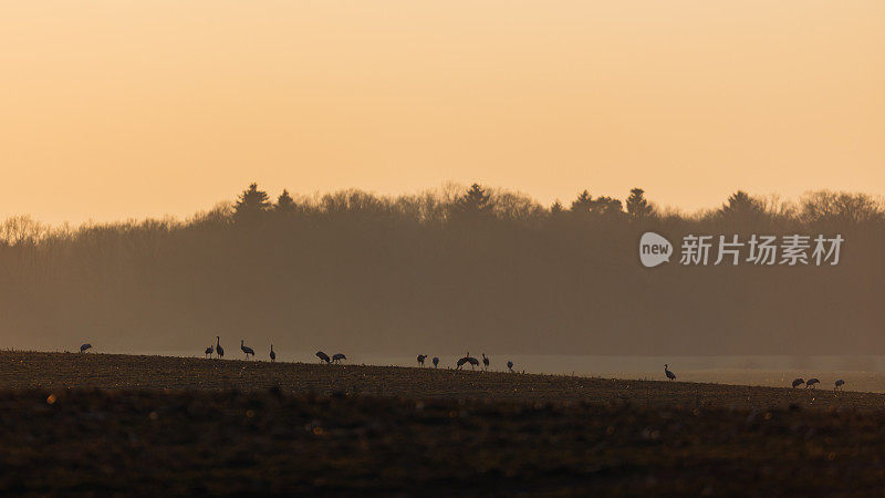 橙色夕阳下的草地上，一群普通鹤