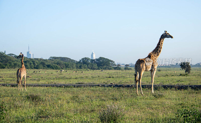 肯尼亚:马赛长颈鹿