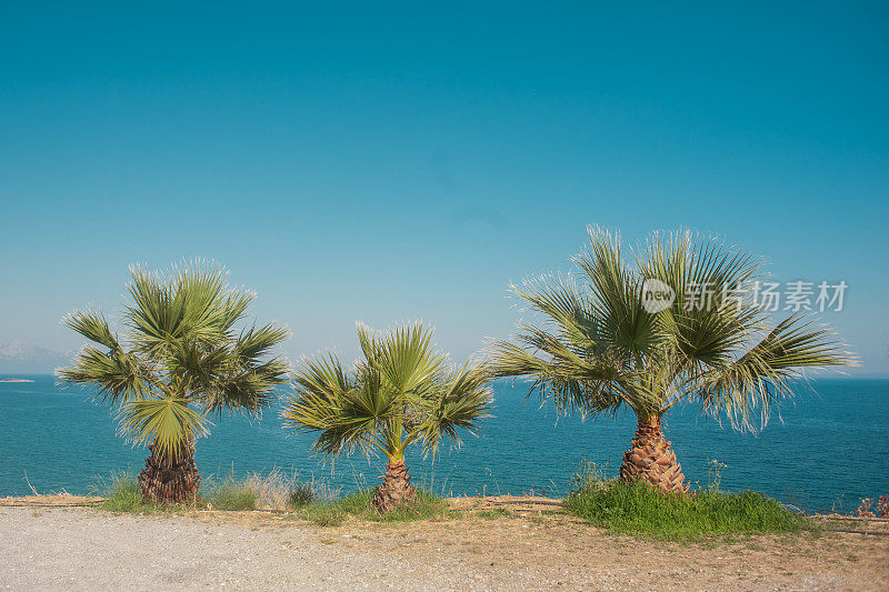 三棵棕榈树在瓦尔塔基海滩，Gytheio，希腊