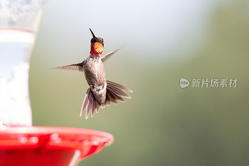 雄性红宝石喉蜂鸟在飞行
