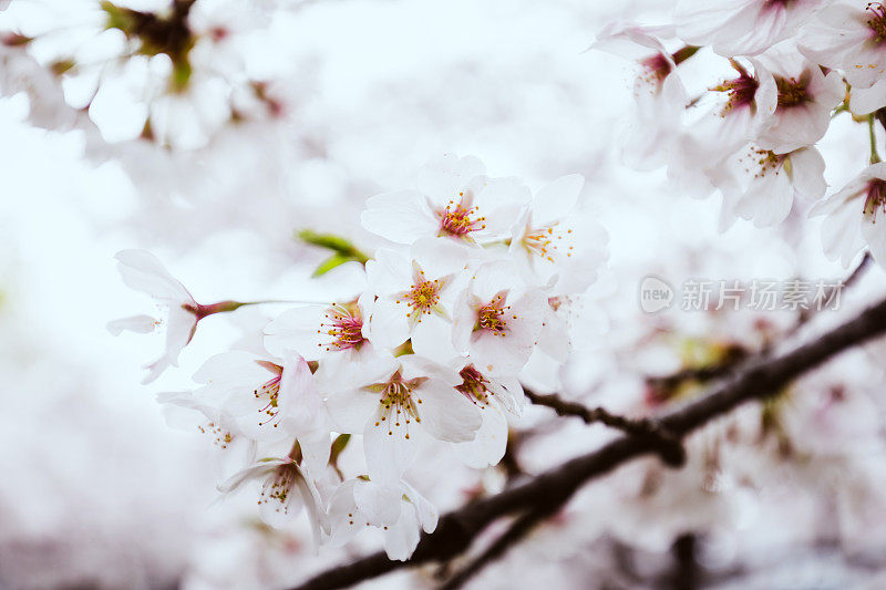 樱花特写照片