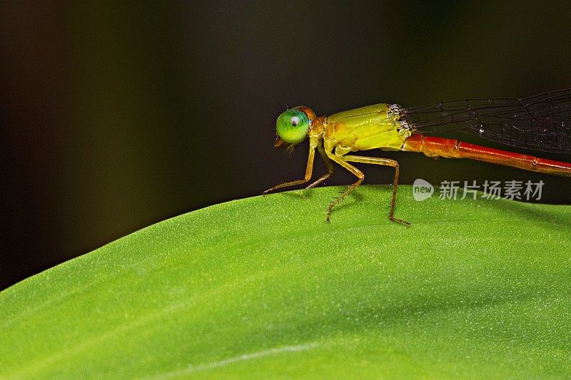 一部分蜻蜓在绿叶上。