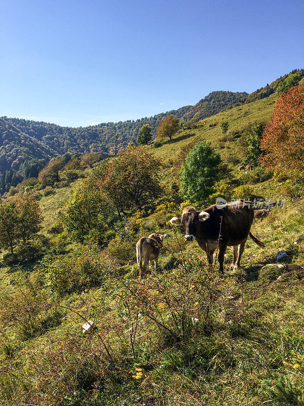 山地牧场的牛