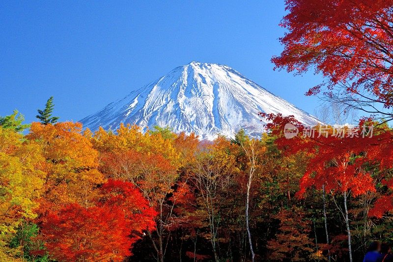 富士山和秋叶色，拍摄于富士五湖地区和富士宫市