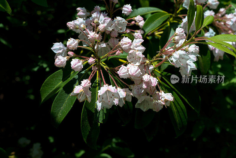 山月桂开花