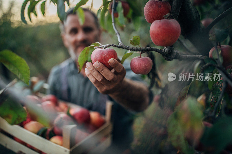 一位年长的农民看着手里的一个收获的苹果