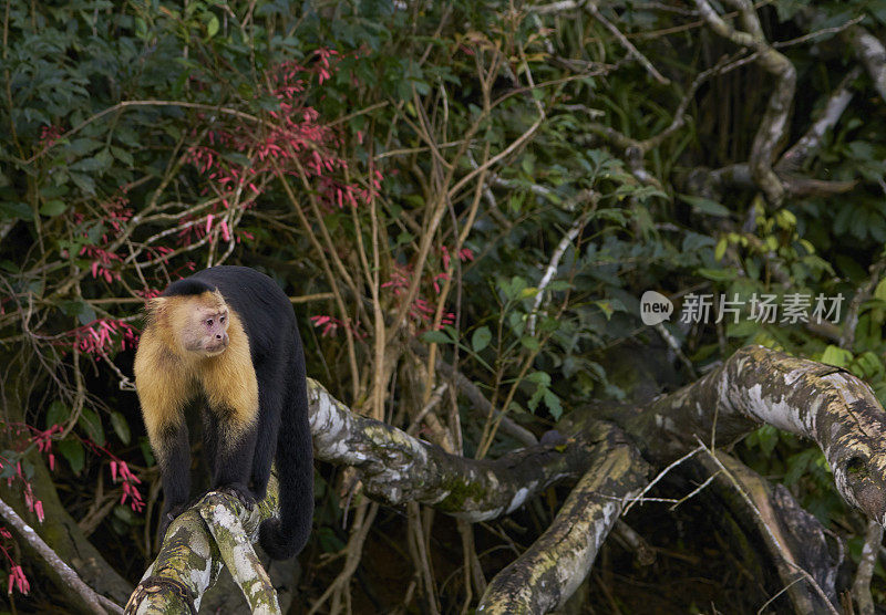 可爱的野生白喉卷尾猴，在中美洲巴拿马的甘博亚国家公园