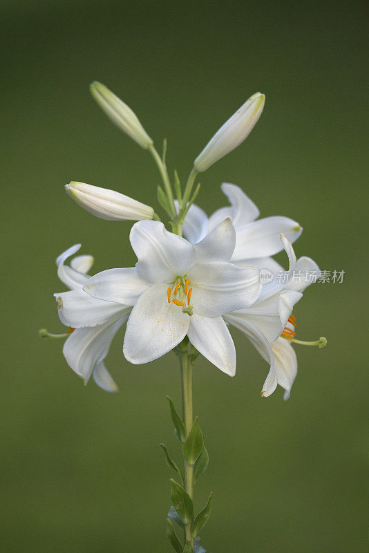 白百合的花