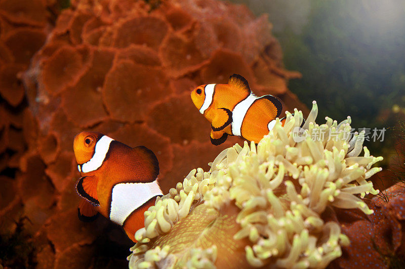在热带珊瑚礁的宿主海葵中的小丑鱼
