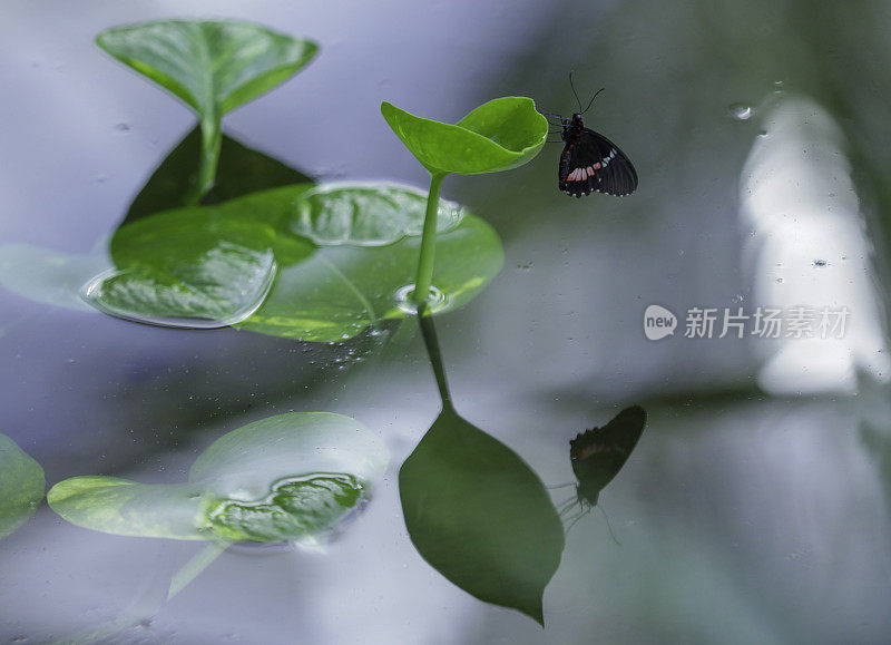 马来草蜻蛉蝴蝶