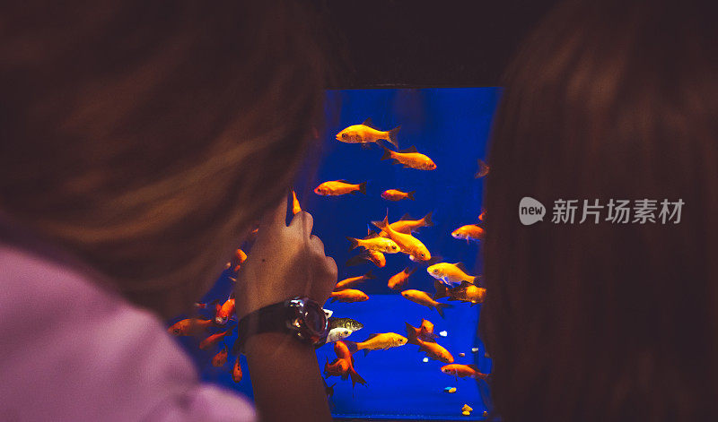 孩子们在水族箱里看着金鱼，认为它是宠物鱼