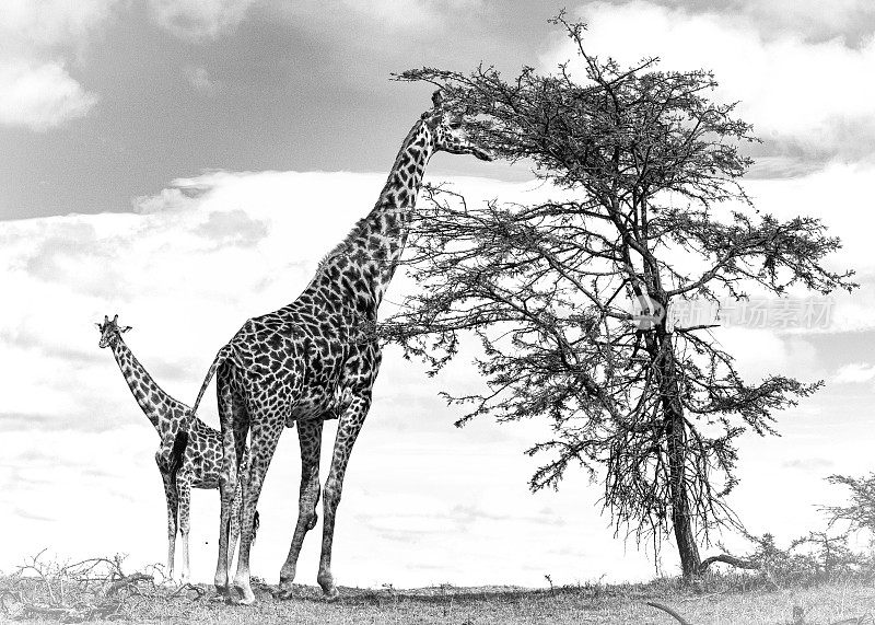 在奥拉雷·摩托罗吉保护区，长颈鹿在天空下吃松树上的食物，
马赛马拉，肯尼亚，非洲