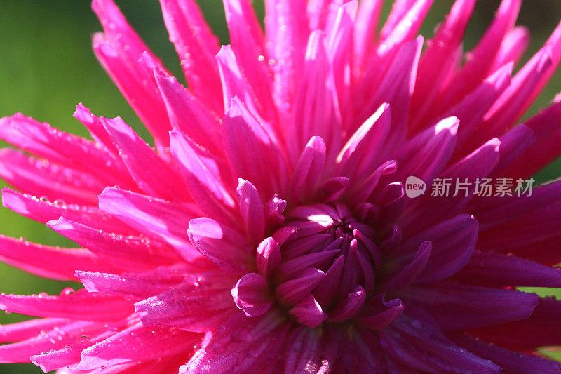 彩色的，明亮的粉红色菊花盛开在花园的边界上，以模糊的绿色背景