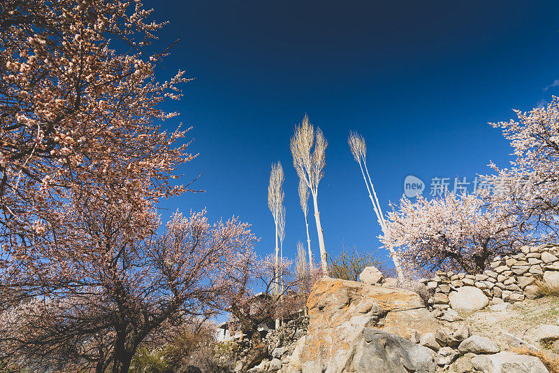 自然风景沿着喀喇昆仑山在罕萨山谷与樱花盛开的秋天巴基斯坦